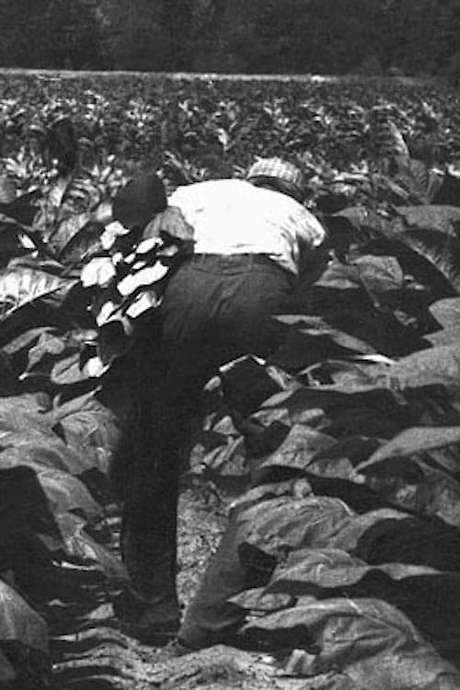 The Back-breaking Leaf